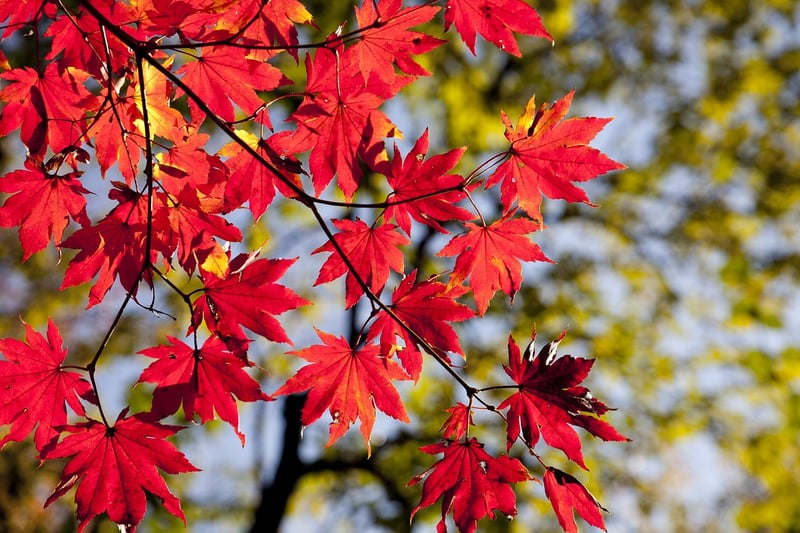 Mindful Walking in Autumn